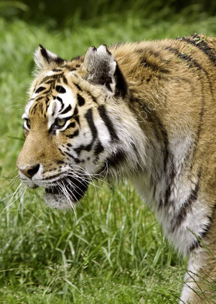 Siberian Tiger